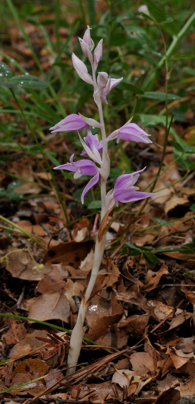 Cephalanthera kurdica. Chlorotic.