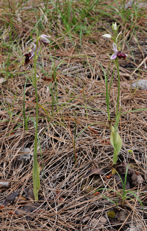 Ophrys amanensis subsp. antalyensis