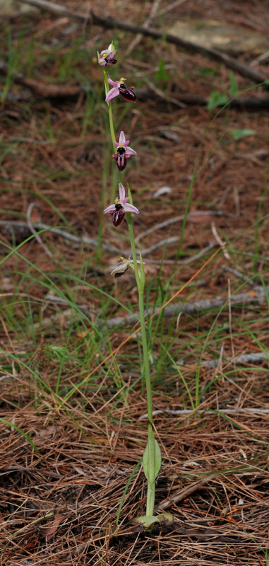 Ophrys amanensis subsp. antalyensis