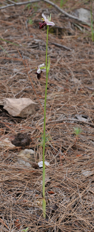 Ophrys amanensis subsp. antalyensis