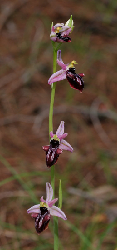 Ophrys amanensis subsp. antalyensis. Closer.