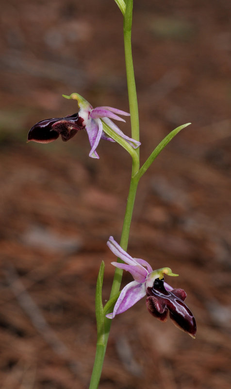 Ophrys amanensis subsp. antalyensis. Closer.