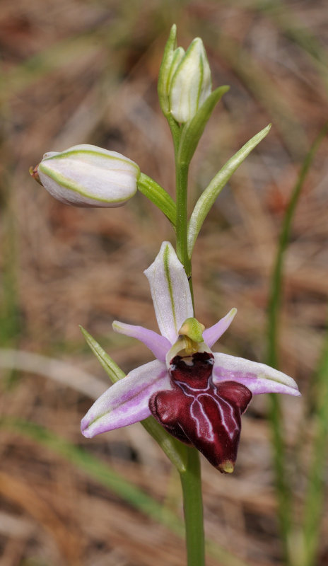 Ophrys amanensis subsp. antalyensis. Closer.