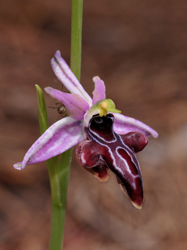 Ophrys amanensis subsp. antalyensis. Close-up.