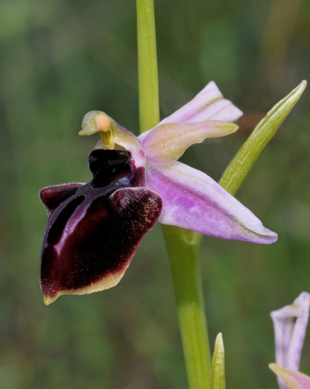 Ophrys amanensis subsp. antalyensis. Close-up.