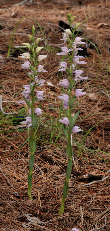 Cephalanthera kurdica Herkules.jpg