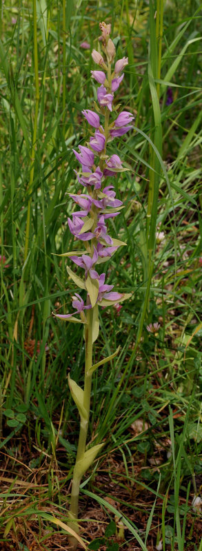 Cephalanthera kurdica. Chlorotic.