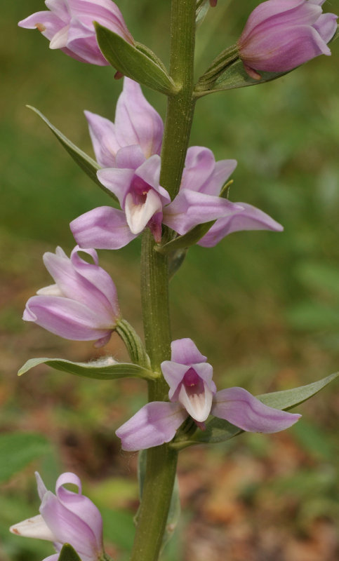 Cephalanthera kurdica. Closer.