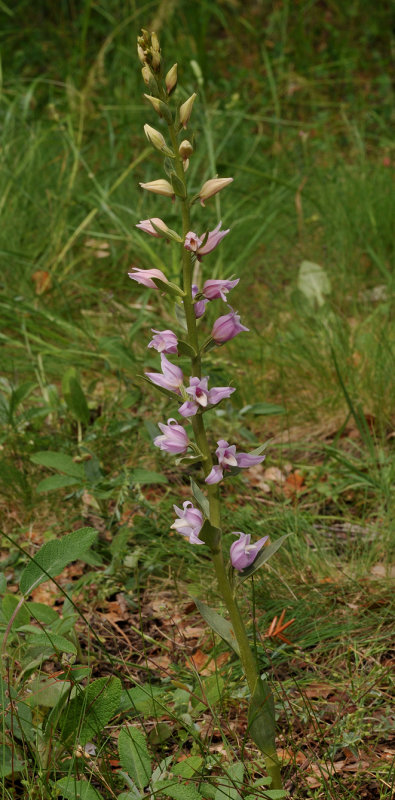 Cephalanthera kurdica