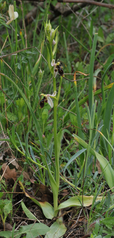 Ophrys hygrophylla