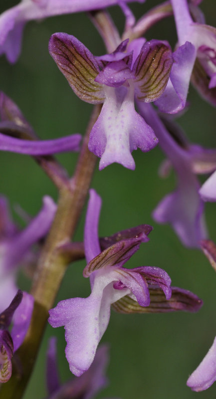 Anacamptis morio subsp. syriaca. Close-up.