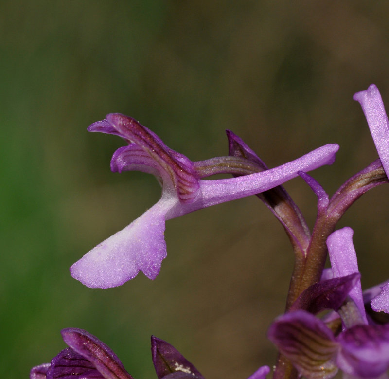 Anacamptis morio subsp. syriaca. Close-up side.