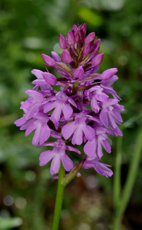 anacamptis pyramidalis