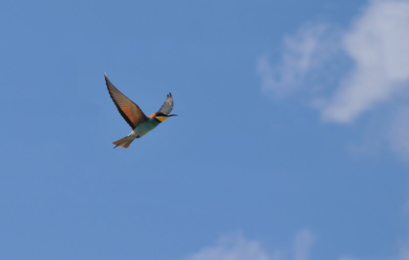 Bee-eater