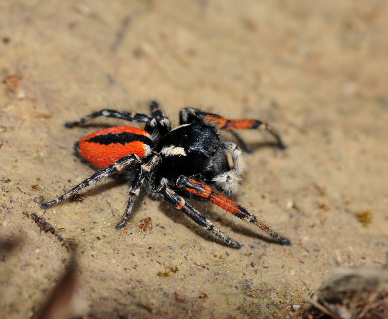 Philaeus chrysops