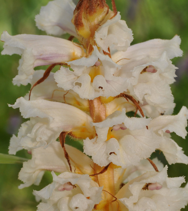 Orobanche sp. Close-up.