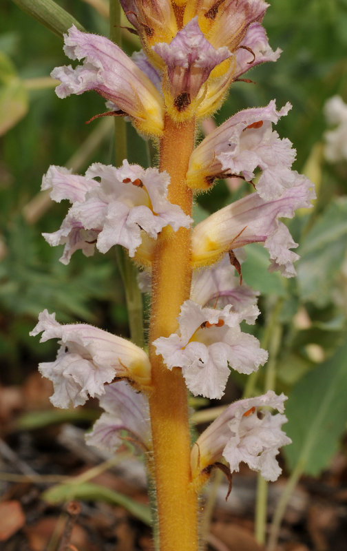 Orobanche sp. 2. Closer.