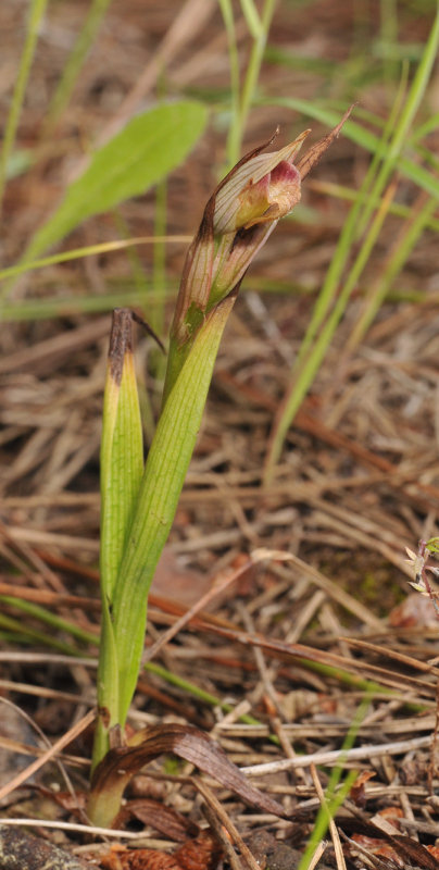 Serapias bergonii
