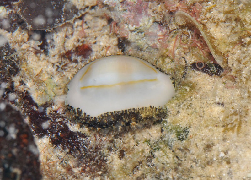 Cowry