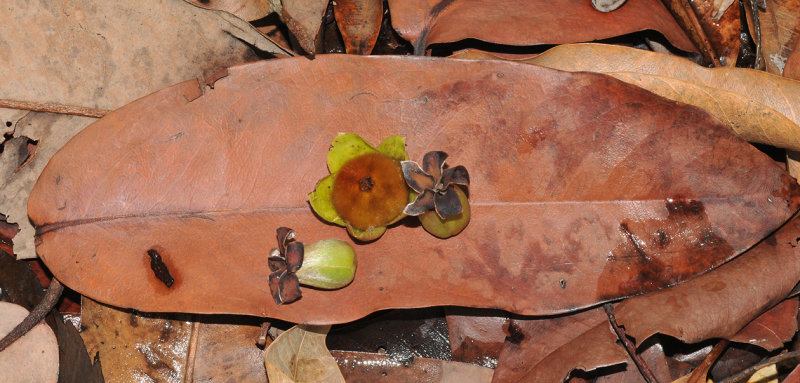 Diospyros. Close-up fallen flowers and leave.