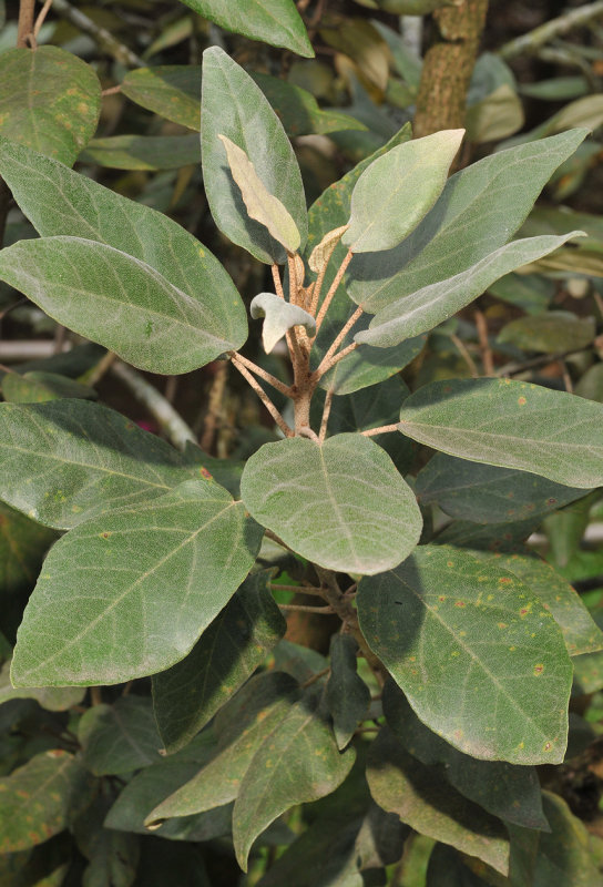 Trochetia boutoniana