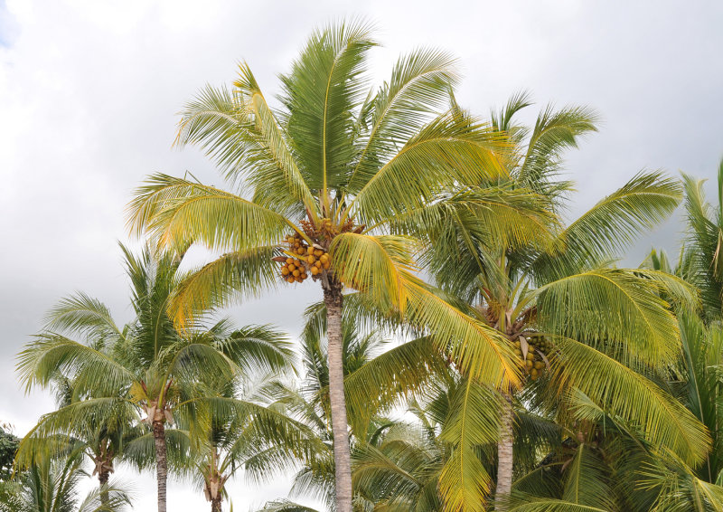 Cocos nucifera