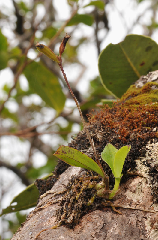 Polystachya concreta
