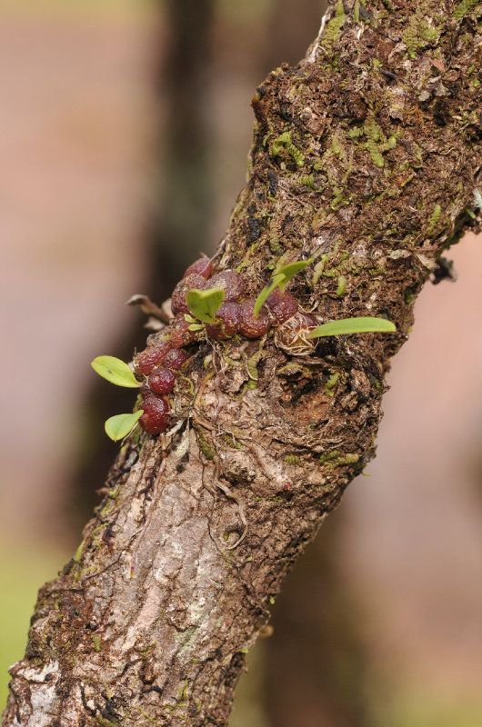 Bulbophyllum intertextum