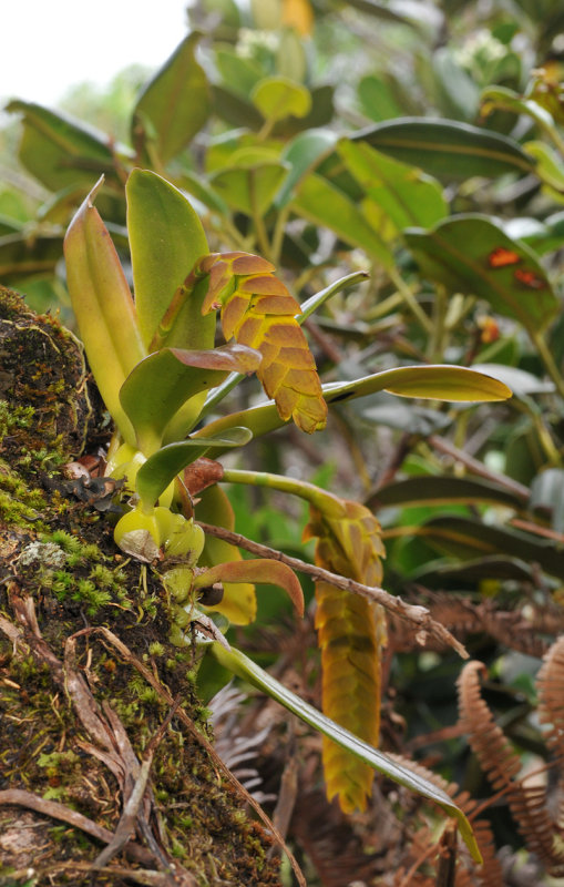 Bulbophyllum occultum