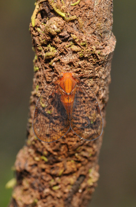 Cicada