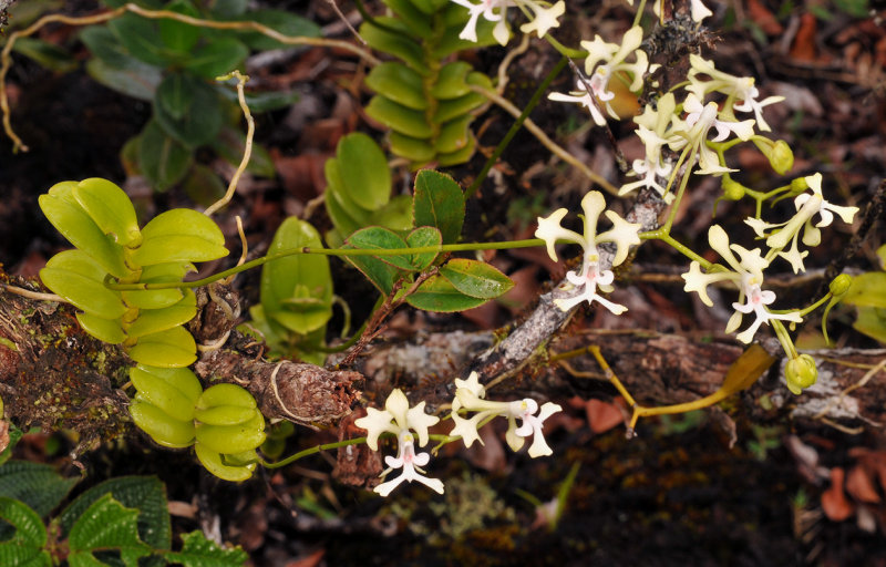 Cryptopus elatus