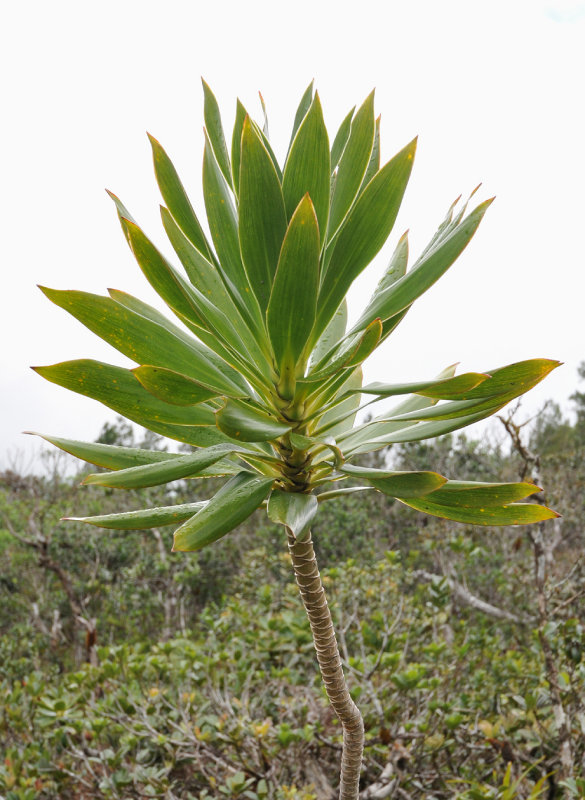 Dracaena marginata. Closer.