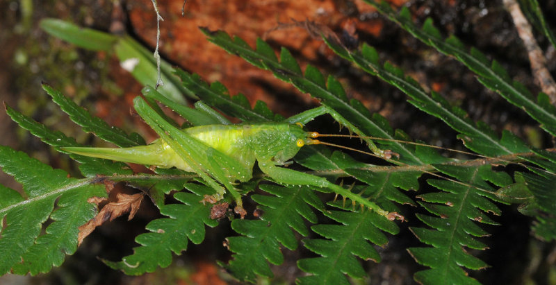 Katydid