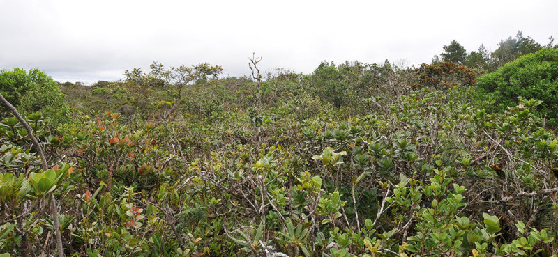 Natural vegetation at Black river gorge national park.