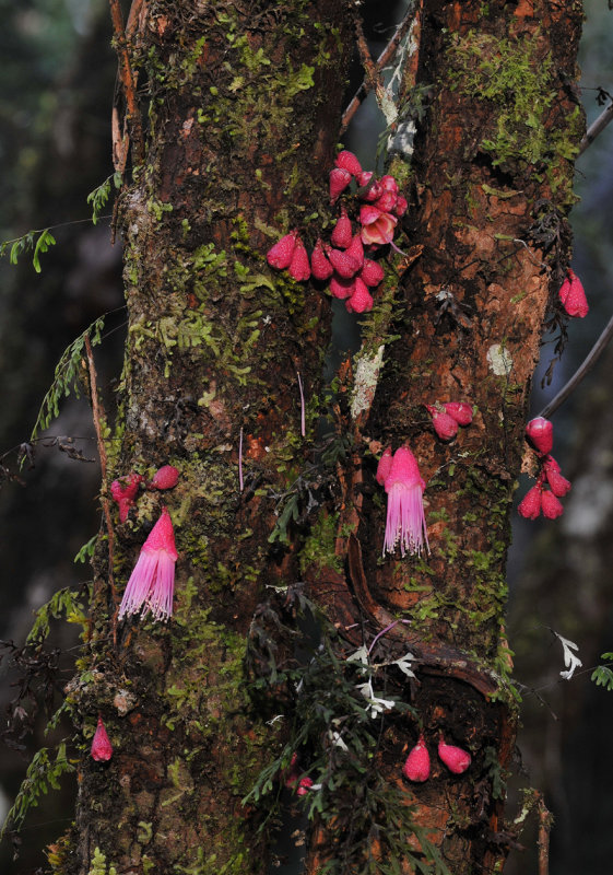 Syzygium mammillatum