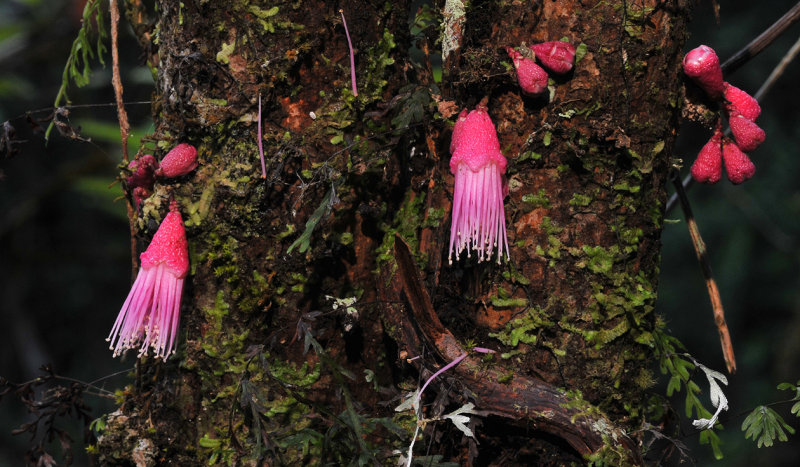 Syzygium mammillatum. Closer.