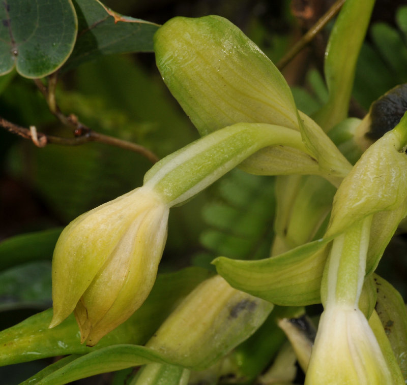 Phaius villosus. Close-up side.