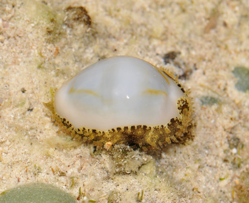 Cowry