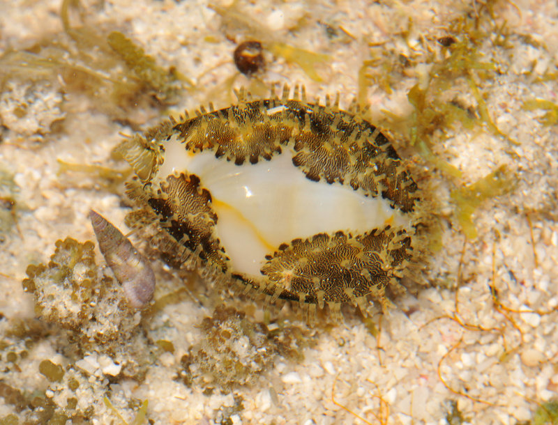Cowry