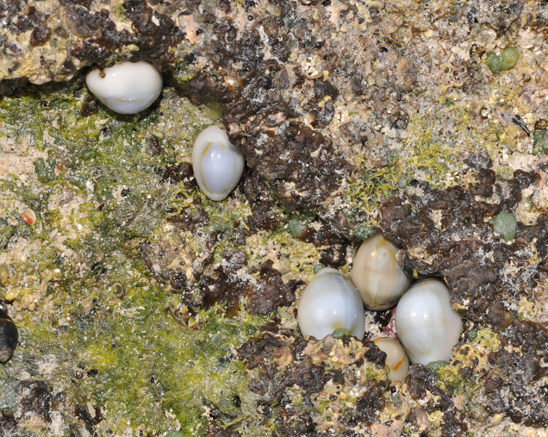 Cowries