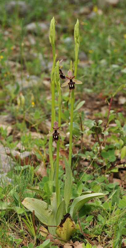 Ophrys cilicica