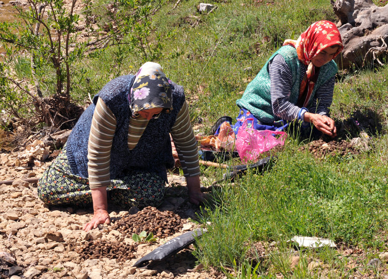 Salep collectors cleaning tubers of Orchis and Anacamptis species.