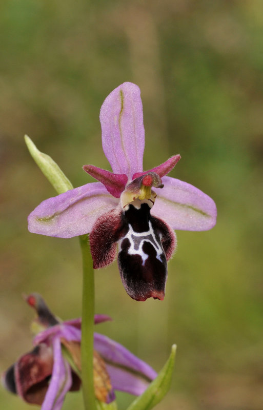 Ophrys reinholdii. Close-up.