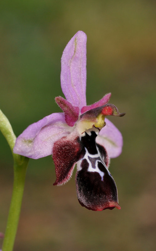 Ophrys reinholdii. Close-up.