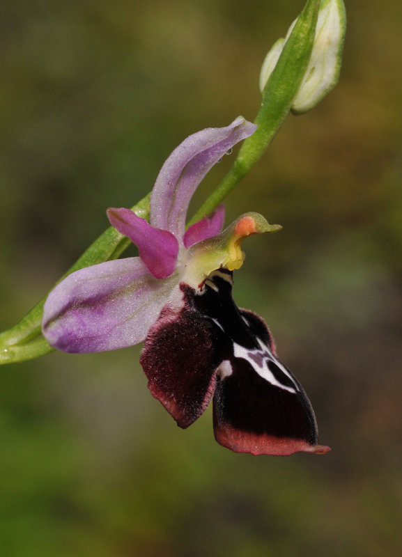 Ophrys reinholdii. Close-up.side.