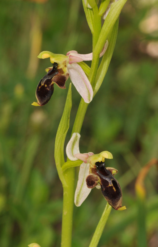 Ophrys hygrophila. Closer.