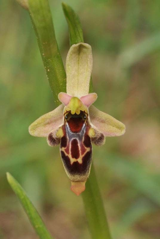 Ophrys hygrophila. Close-up.