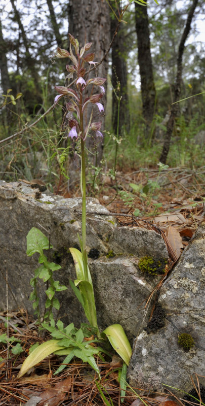 Himantoglossum comperianum