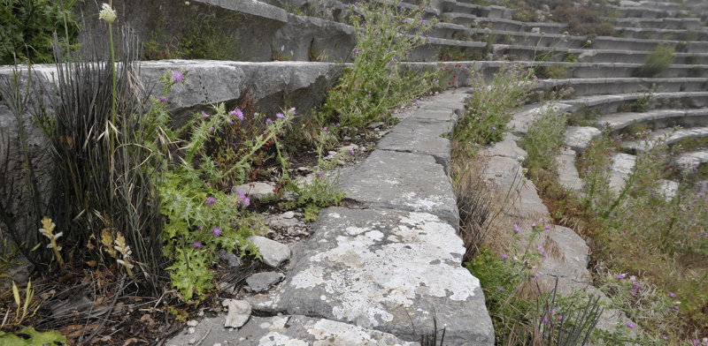 Orobanche at Termessos.