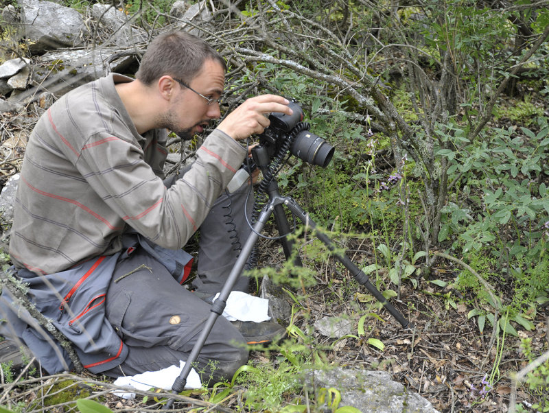 Photographing Ophrys reinholdii.
